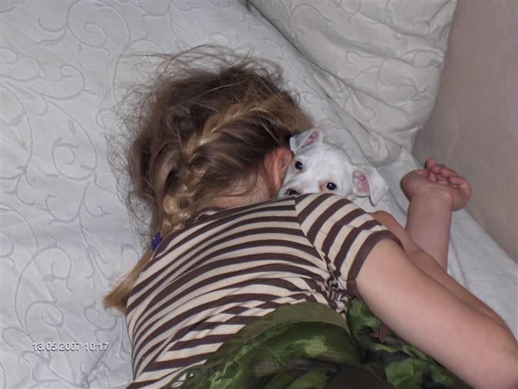 Jack russell terrier Fenja - ahh tager lige en lur med Aia  billede 4