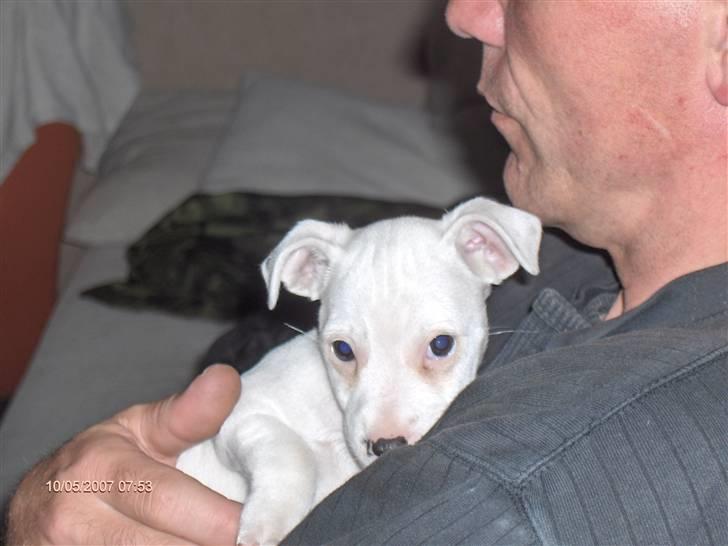 Jack russell terrier Fenja billede 5