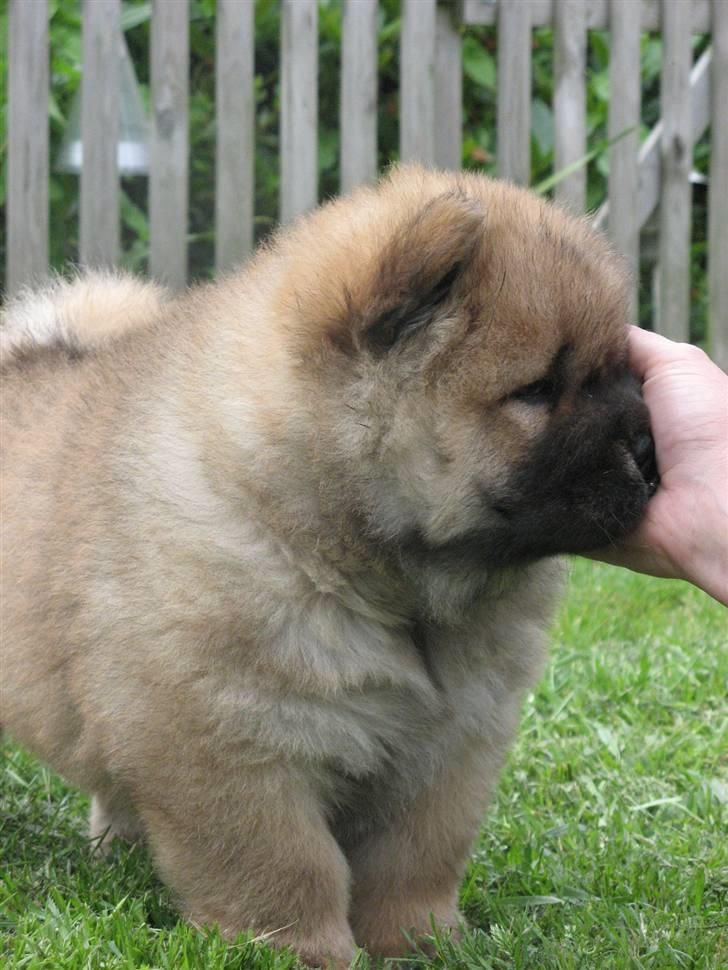 Chow chow Bidachows Kappa - Besøg hos Kappa, 6 uger .  billede 1