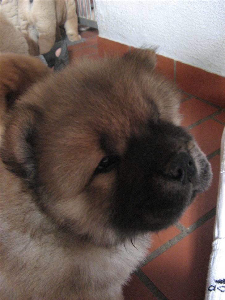 Chow chow Bidachows Kappa - Kappa 6 uger billede 2