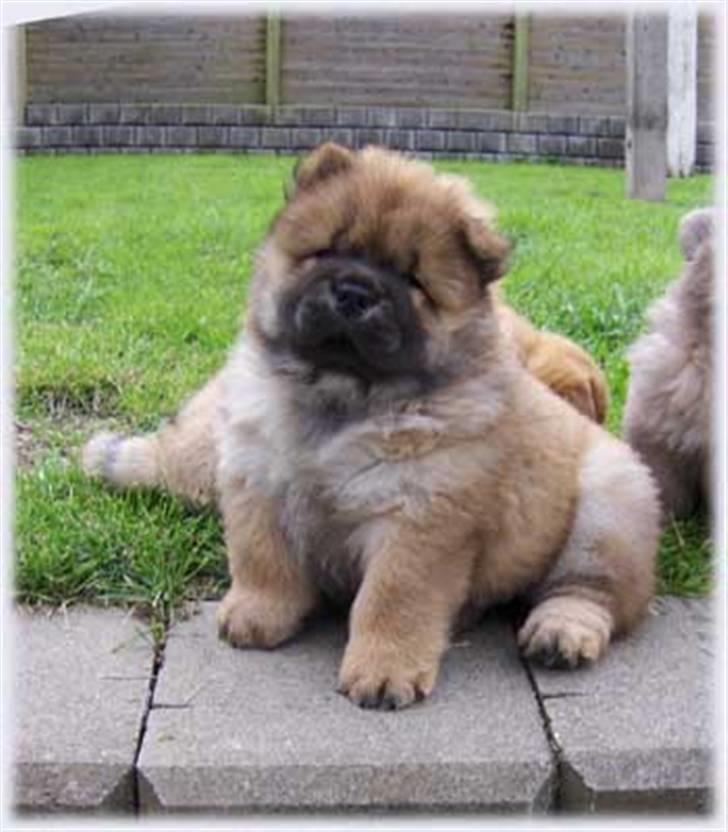 Chow chow Bidachows Kappa - 7 uger  billede 3