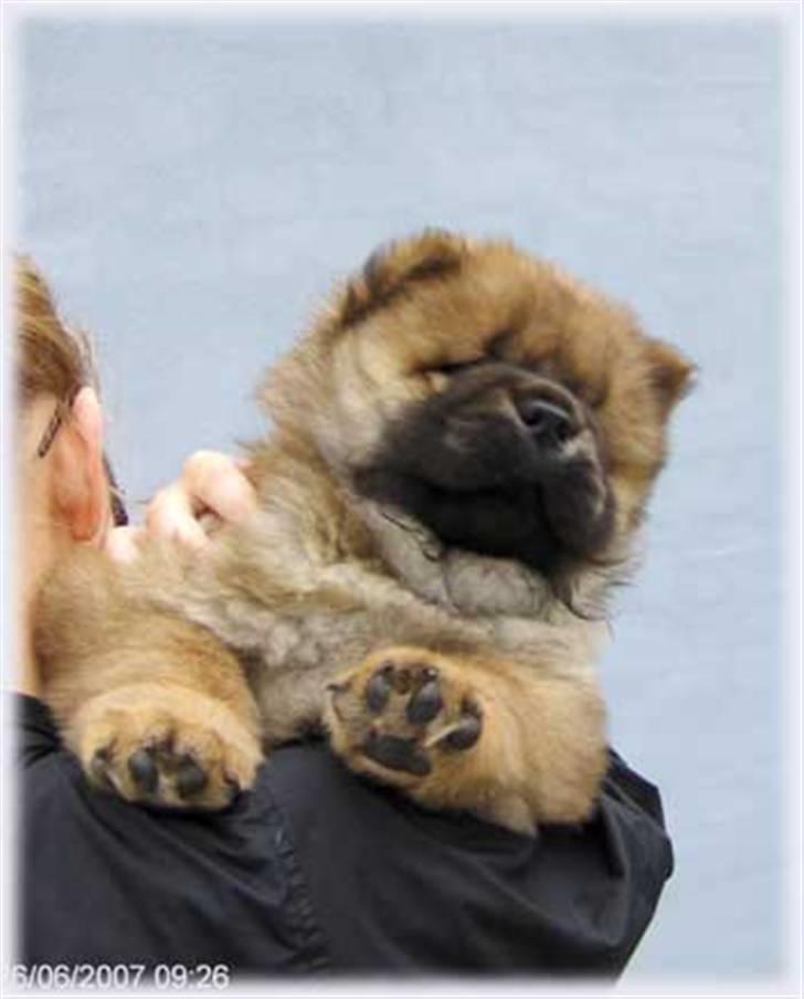 Chow chow Bidachows Kappa - 7 uger  billede 4