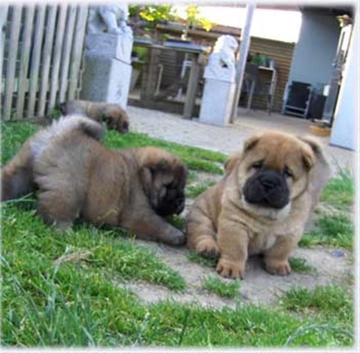 Chow chow Bidachows Kappa - Ham den mørke, hans bror er en korthåret Chow .  billede 5