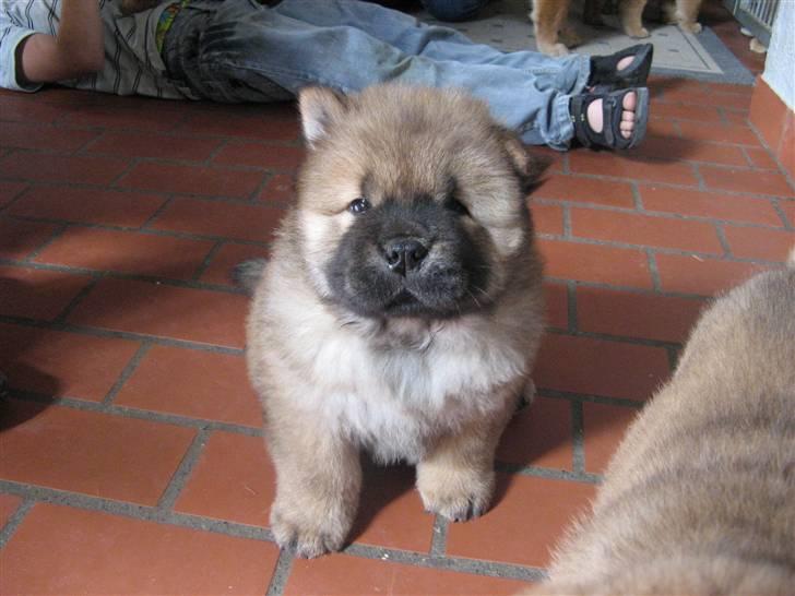 Chow chow Bidachows Kappa - Kappa i spring billede 6