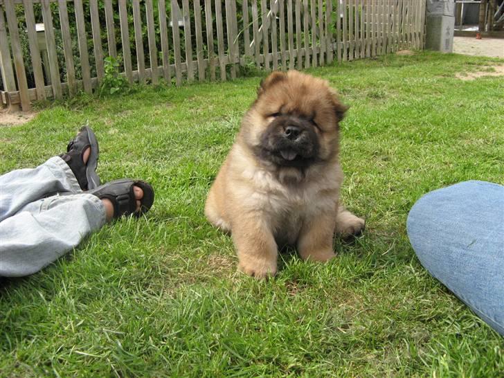 Chow chow Bidachows Kappa - Sød ser man da ud !!  billede 7