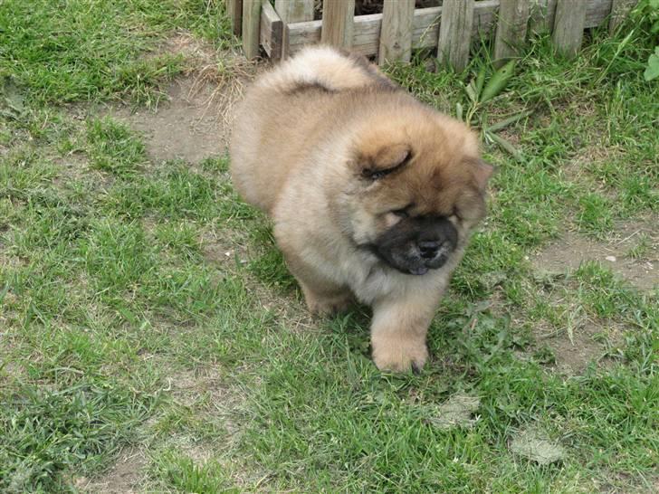 Chow chow Bidachows Kappa - Kappe igen - 6 uger  billede 8