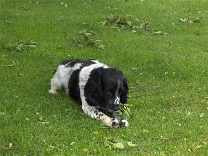 Field Trial spaniel *Victor* - Her er Victor igang med at flense en blommegren... dagen efter uvejret.. var vores have fyldt med grene.. Victor elsker det!! billede 4