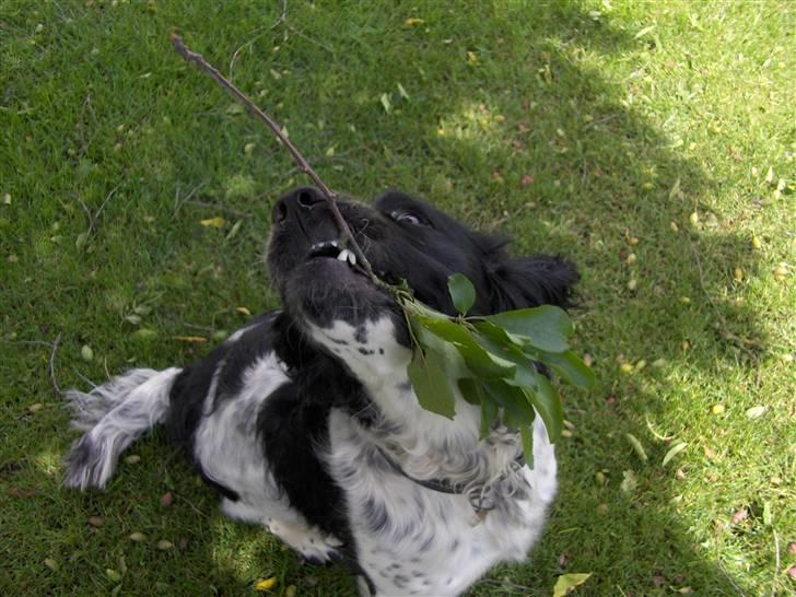 Field Trial spaniel *Victor* - Victor viser blommegrenen stolt frem. SE MIG.. SE MIG.. billede 5