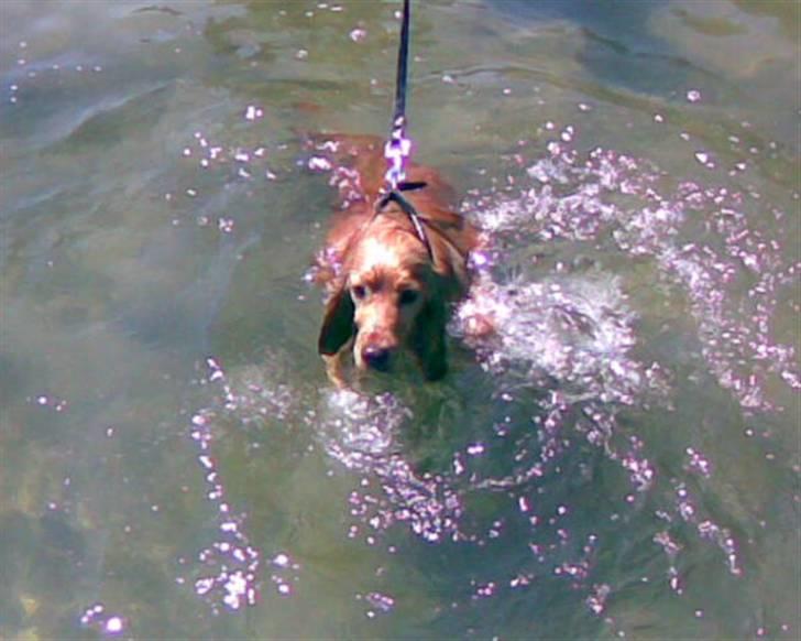 Cocker spaniel *William* Er aflivet !:( billede 17