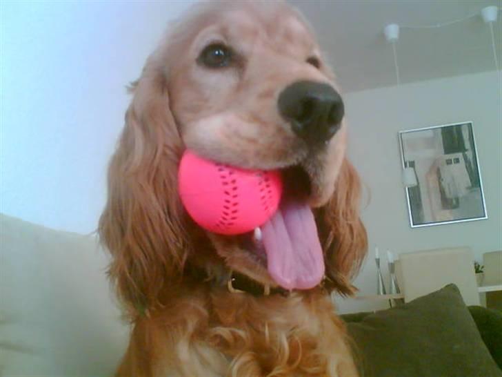 Cocker spaniel *William* Er aflivet !:( billede 18