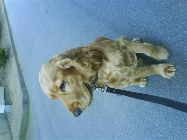 Cocker spaniel *William* Er aflivet !:( billede 19