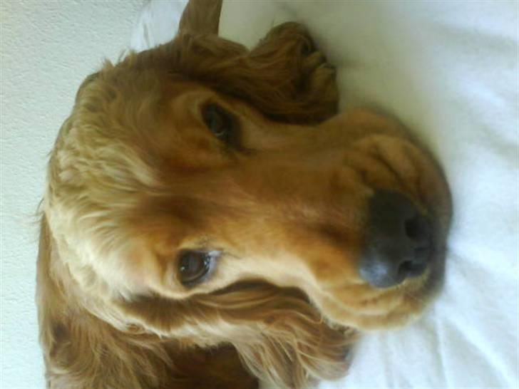 Cocker spaniel *William* Er aflivet !:( billede 20