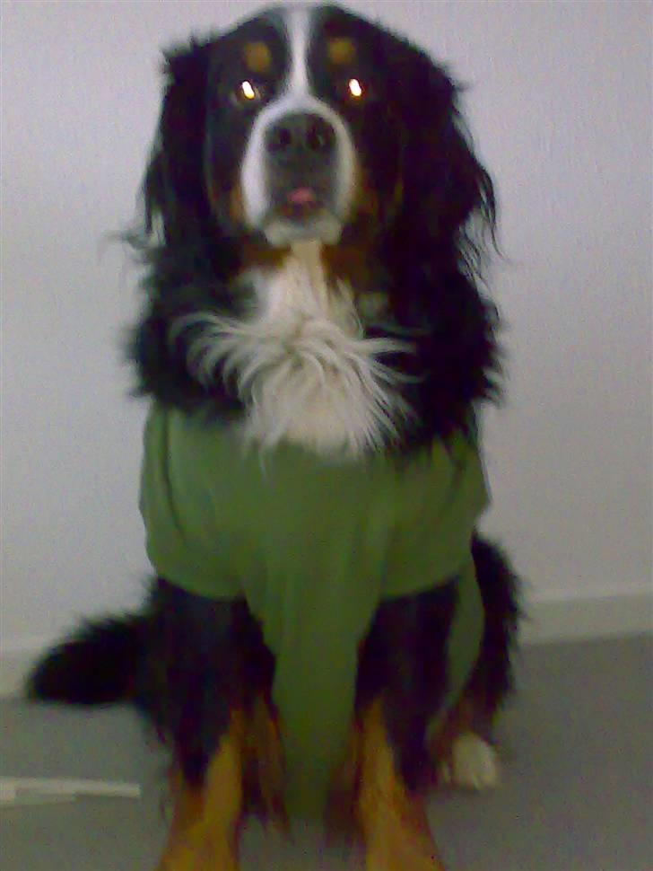 Berner sennenhund Batman (Død dec.09) - "Er det ikke halloween..?" billede 15