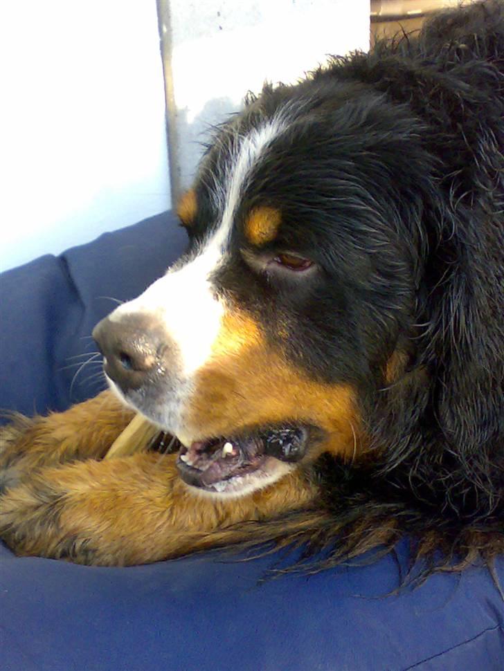 Berner sennenhund Batman (Død dec.09) - Mit dejlige tyggeben billede 18