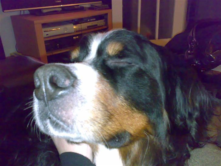 Berner sennenhund Batman (Død dec.09) - "Åhhh nuse mig lige der ...." billede 20