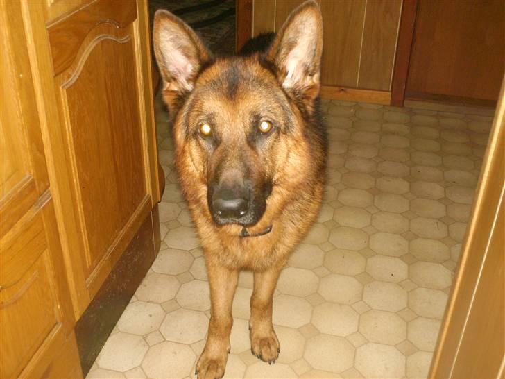 Schæferhund lillebo champ  R.I.P - Velkommen til Champs profil, - kig dig omkring, og læg en kommentar (: billede 1