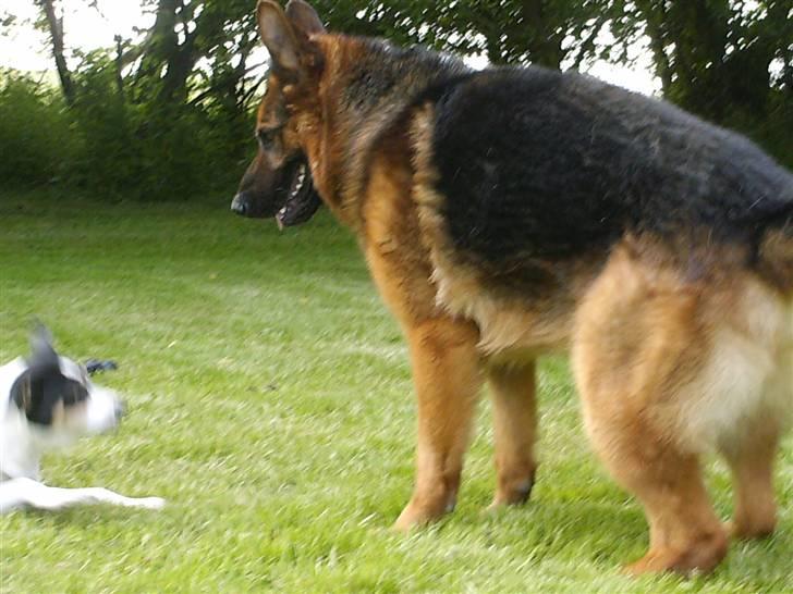 Schæferhund lillebo champ  R.I.P - Sussi & Champ, ´´skal vi lege?´´ billede 2