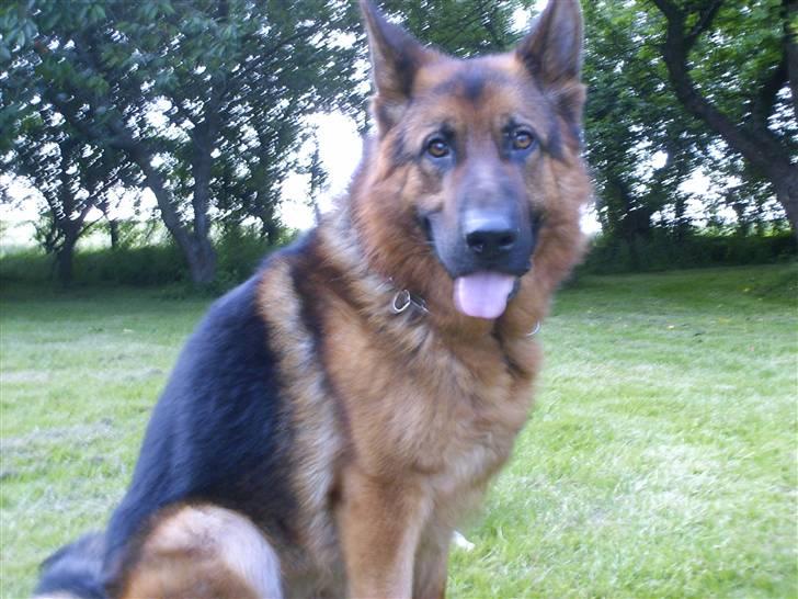 Schæferhund lillebo champ  R.I.P - jamen, se hvor dejlig jeg er (: billede 3