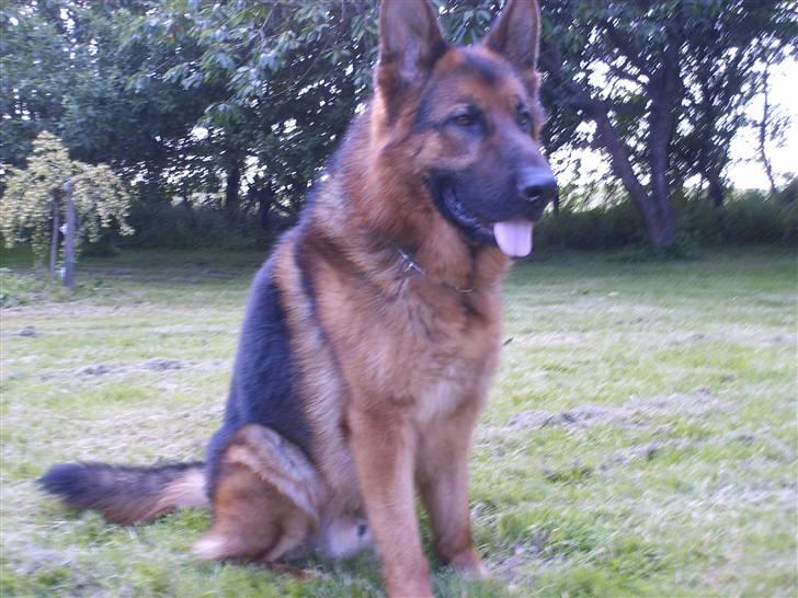 Schæferhund lillebo champ  R.I.P billede 4