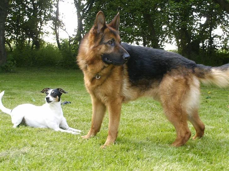 Schæferhund lillebo champ  R.I.P billede 5