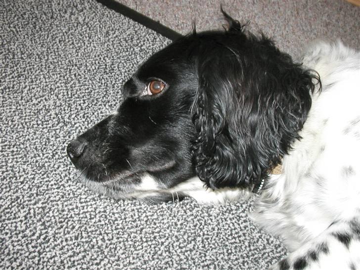 Field Trial spaniel *Victor* - Victor i et roligt øjeblik. billede 6