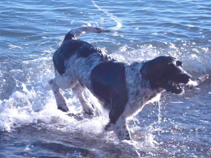 Field Trial spaniel *Victor* - Vandhunden Victor billede 7