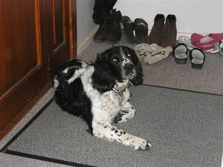 Field Trial spaniel *Victor* - Jeg gør da ikke noget forkert vel? billede 8