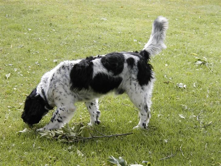 Field Trial spaniel *Victor* - Victor på udflugt i haven. billede 9