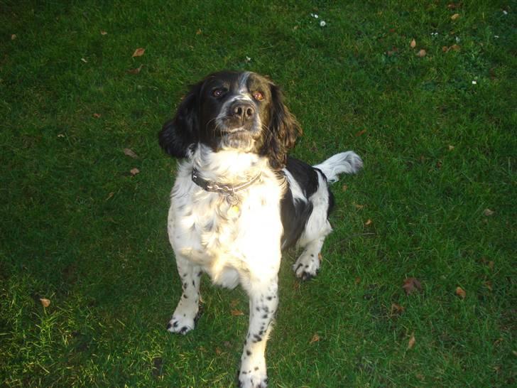 Field Trial spaniel *Victor* - Her er jeg..  billede 10