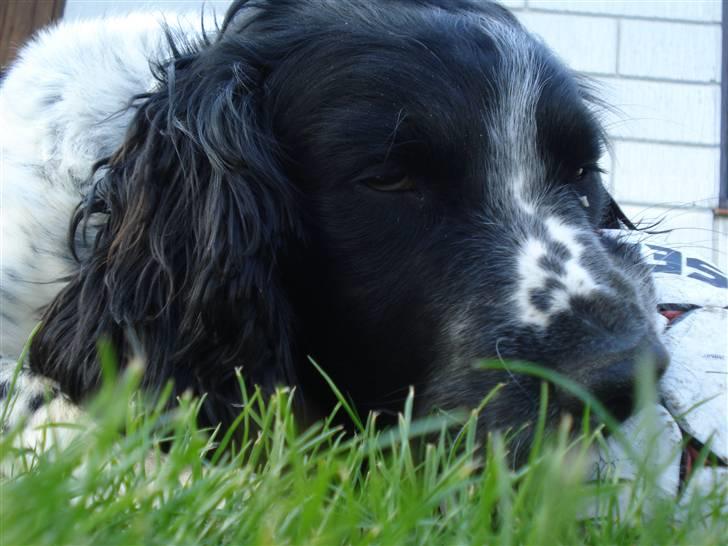 Field Trial spaniel *Victor* - Den bold skal nakkes!  billede 11