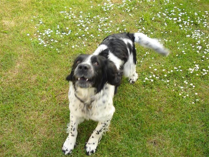 Field Trial spaniel *Victor* - Skal vi lege?? Hva´? Kom an! billede 12