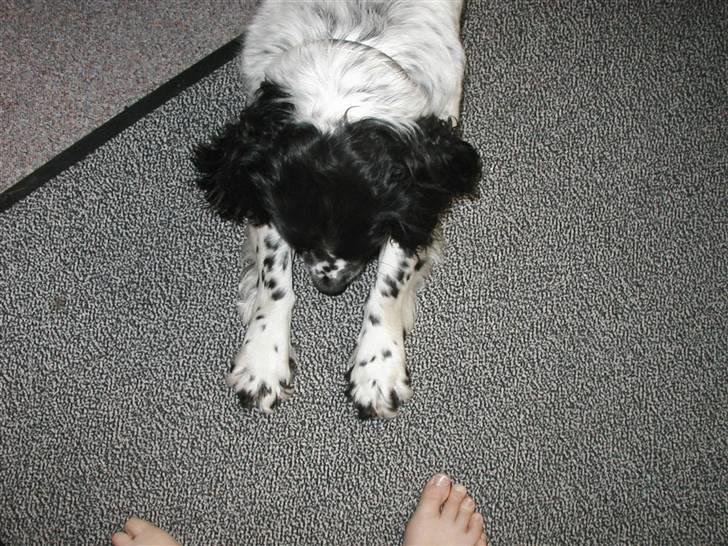 Field Trial spaniel *Victor* - Vil du også se mine fødder? billede 13