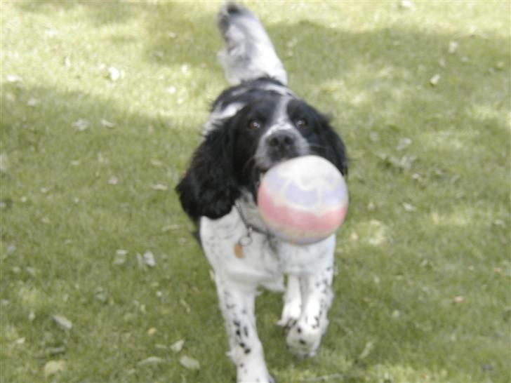 Field Trial spaniel *Victor* - Se min bold... se nu... billede 14