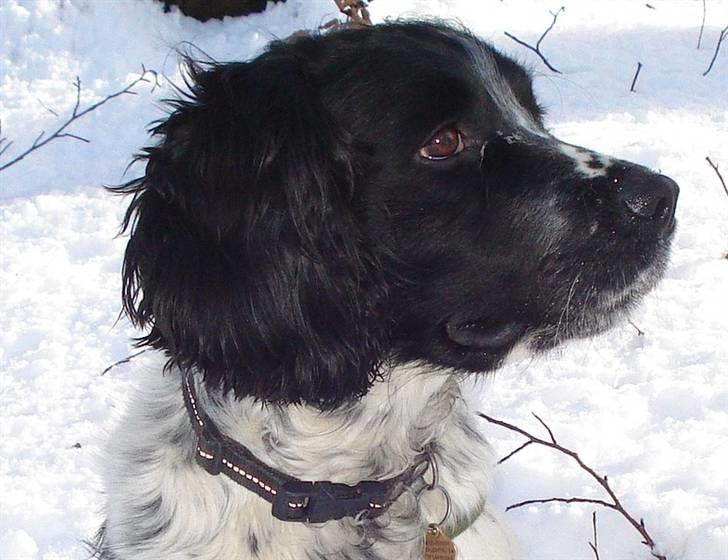 Field Trial spaniel *Victor* - Hvor er der mange snefnug billede 15