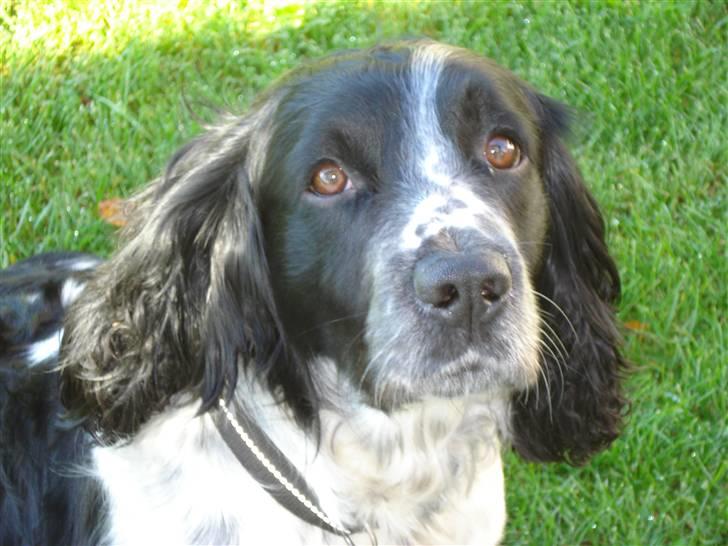 Field Trial spaniel *Victor* - Her er Voctor med de lange øre:-) billede 16