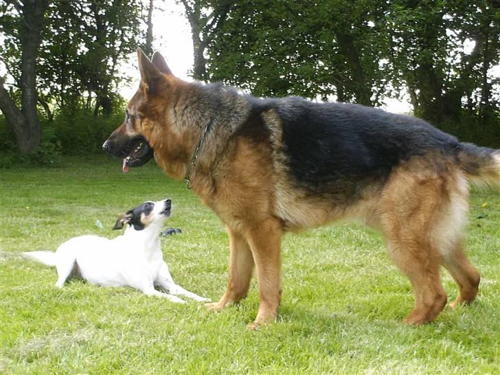 Schæferhund lillebo champ  R.I.P billede 6