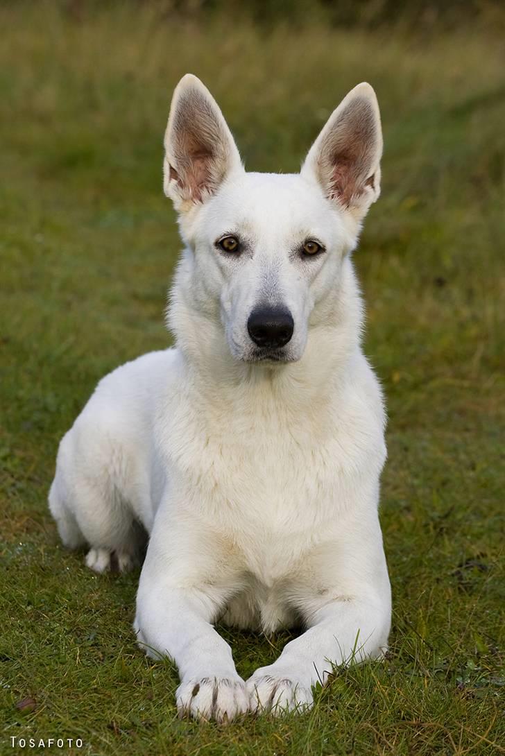 Hvid Schweizisk Hyrdehund Egeborg's White Buffy billede 1