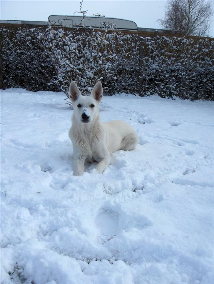 Hvid Schweizisk Hyrdehund Egeborg's White Buffy - Buffy i sneen d. 26. marts - 10 mdr gammel billede 2