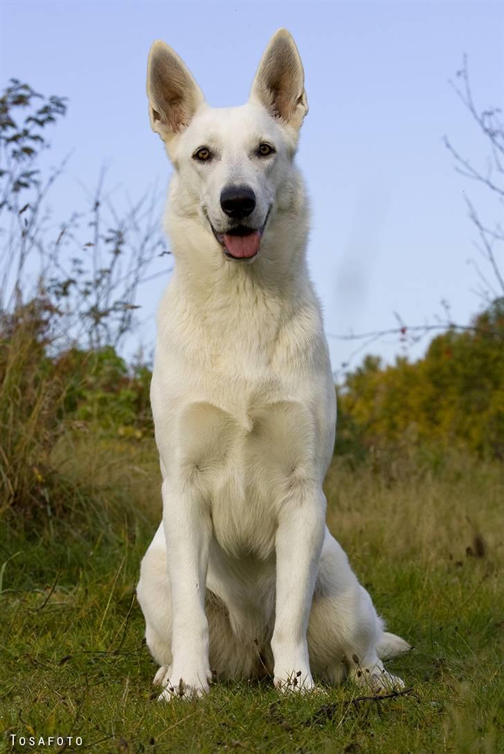 Hvid Schweizisk Hyrdehund Egeborg's White Buffy billede 4