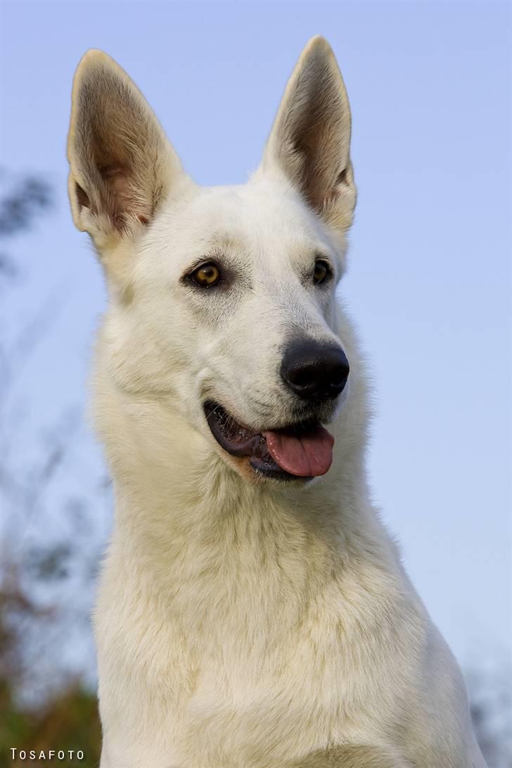 Hvid Schweizisk Hyrdehund Egeborg's White Buffy billede 5