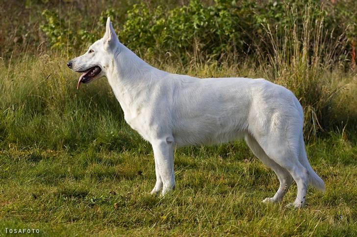 Hvid Schweizisk Hyrdehund Egeborg's White Buffy billede 6