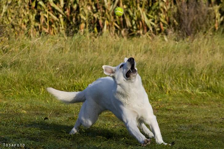 Hvid Schweizisk Hyrdehund Egeborg's White Buffy billede 7