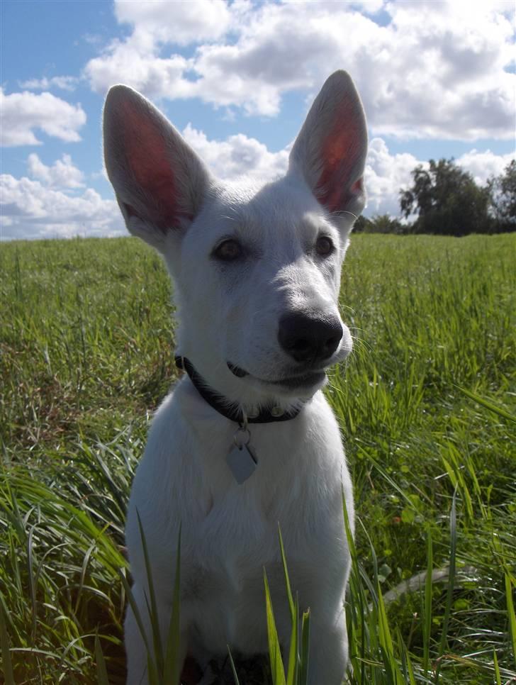 Hvid Schweizisk Hyrdehund Egeborg's White Buffy - Ser jeg ikke bare intelligent ud :D 28. august billede 8