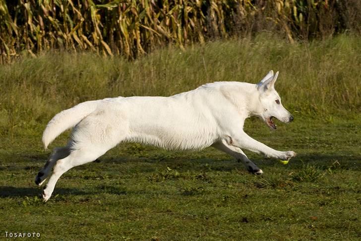 Hvid Schweizisk Hyrdehund Egeborg's White Buffy billede 9