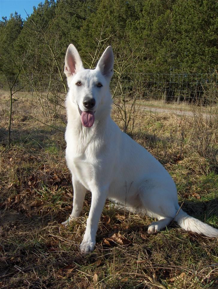 Hvid Schweizisk Hyrdehund Egeborg's White Buffy - 14. februar 08 billede 10