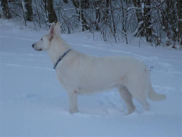 Hvid Schweizisk Hyrdehund Egeborg's White Buffy - 23/12-09 billede 11