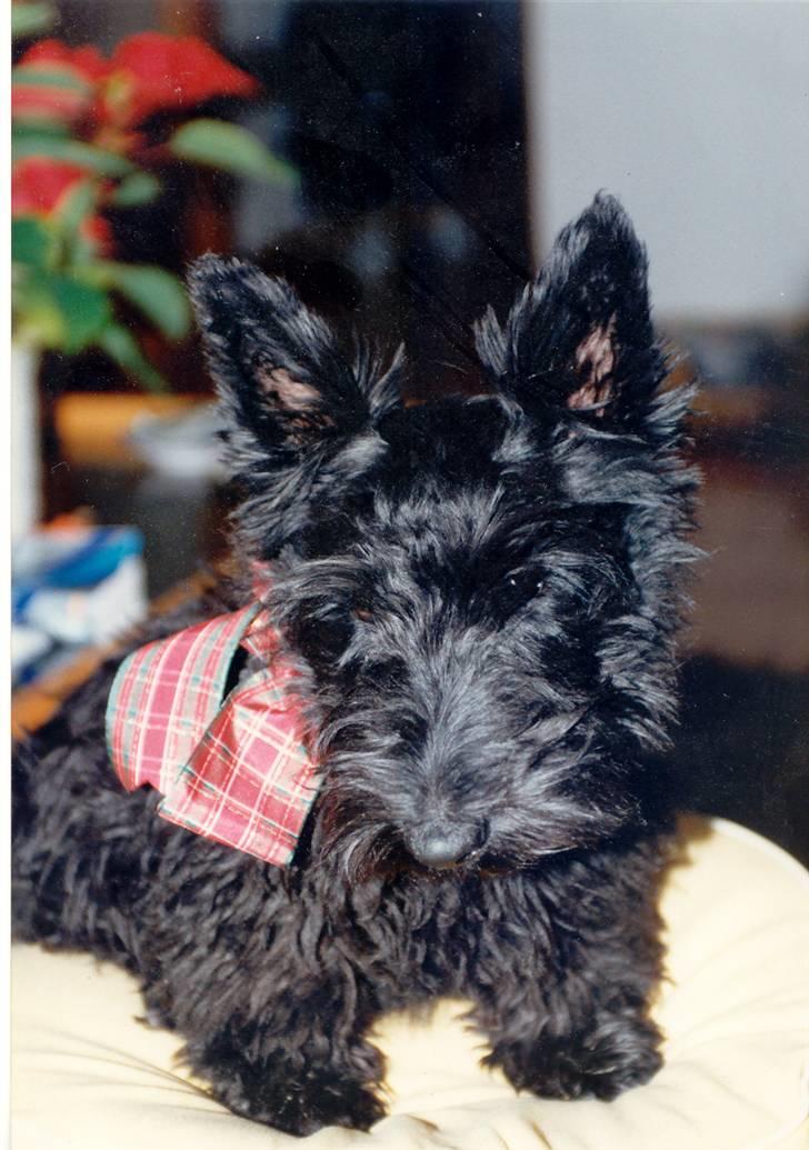 Skotsk terrier Whisky Best of Scotties  - Min far og Mor havde Carmen min ´´Søster´´ men hun er en engle nu, her er hun samme alder som jeg er nu, sød ikke billede 7