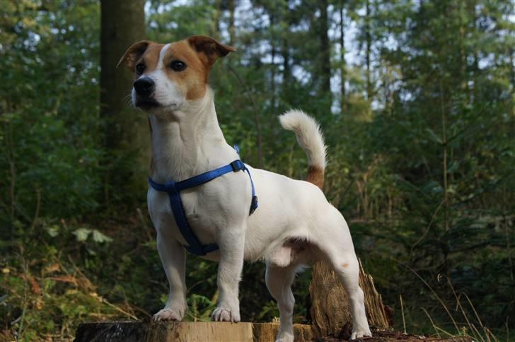 Jack russell terrier Diesel - 2010 billede 1