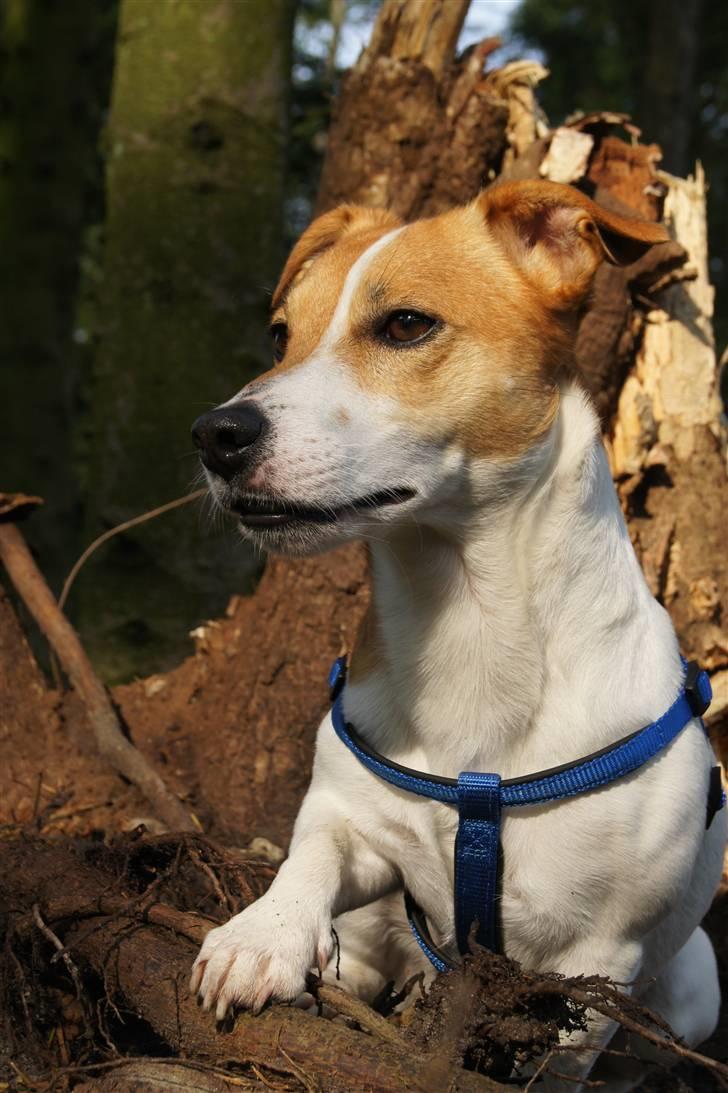 Jack russell terrier Diesel - 2010 billede 2