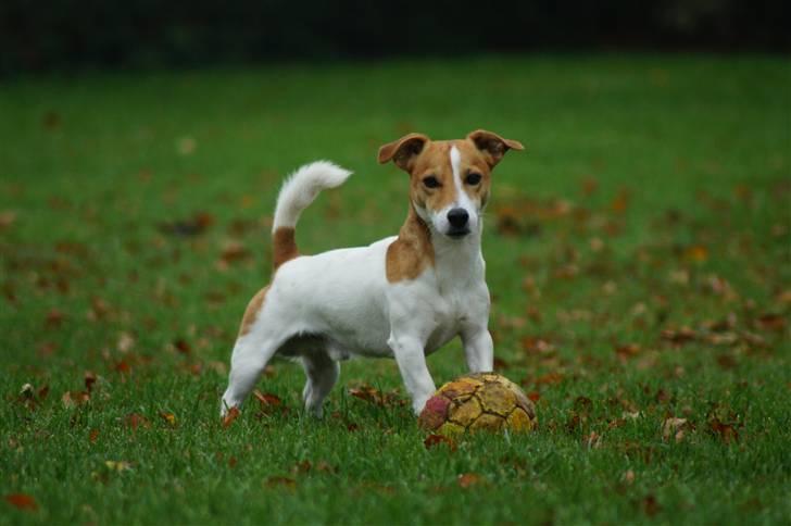 Jack russell terrier Diesel - 2010 billede 3